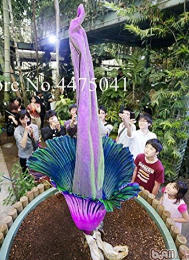 the World Biggest Flower Corpse Seeds (Color: 10)