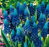 Hyacinthus Orientalis Plant Perennial Rare Hyacinth Potted Seed (Color: 10)