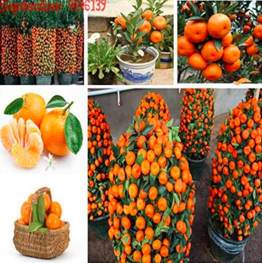Citrus plant Seed Mandarin Orange Edible Fruit Tree