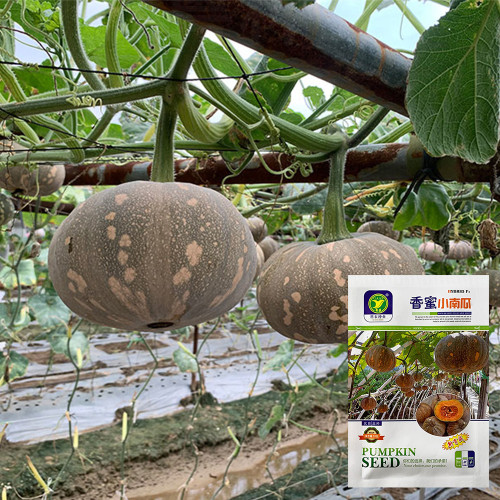 Xiangmi Small Pumpkin Seeds, Oblate Shape, Delicate Texture, Stable Yield, Adaptable, Attractive Fruit