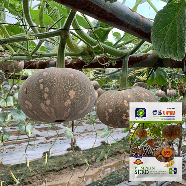 Xiangmi Small Pumpkin Seeds, Oblate Shape, Delicate Texture, Stable Yield, Adaptable, Attractive Fruit
