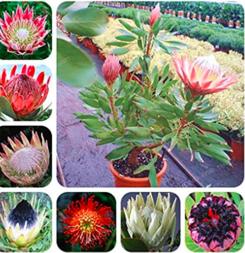Rare Protea Cynaroides Seed Easy Planting Rare Seed (Color: Mix)