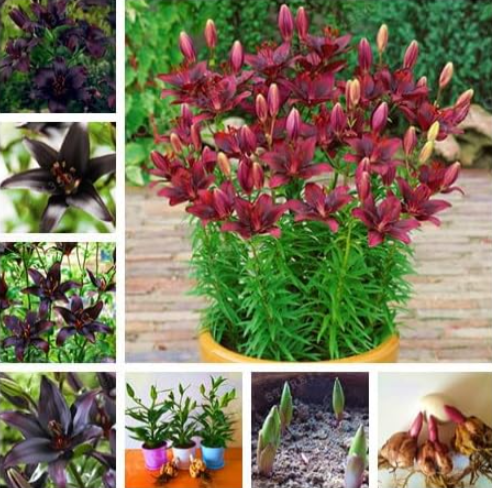 Black Lily Bulbs Indoor Plant