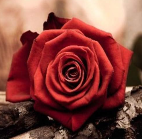 Amazingly Beauty Rose Seed Flower with Red Edge (Color: 1)