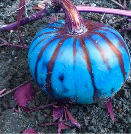 Giant Pumpkin Seed Organic Vegetable Fruit Potted (Color: 1)