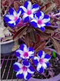 Unique Blue Desert Rose Flower Seeds (Color: 3)