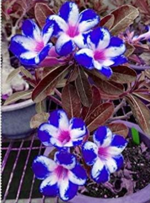 Unique Blue Desert Rose Flower Seeds (Color: 3)