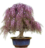 Wisteria Trees Seeds for Home & Garden