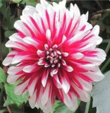 A Set Dahlia Flower Bulb Dahlia pinnata - (Color: 17)