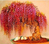 Wisteria Rare Seeds Perennial Indoor Ornamental