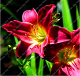 Lily Flower Seed Rare Perennial Pleasant Fragrance (Color: 2)