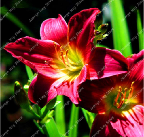 Lily Flower Seed Rare Perennial Pleasant Fragrance (Color: 2)