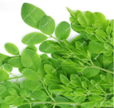Moringa Tree Seed Plants for Home Garden