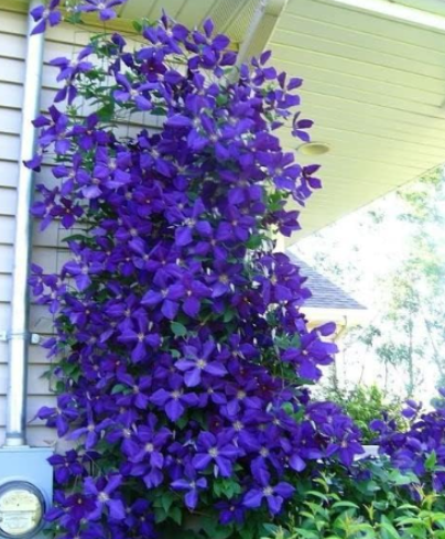 Climbing Clematis Seed Flowers Seeds Perennial Flower (Color: 3)