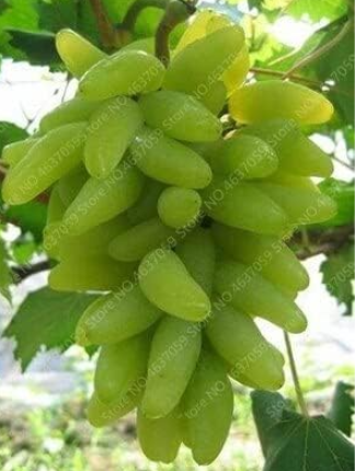Miniature Grape Vine Potted Organic Fruit Seed (Color: 10)