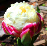Ice Cream as Beautiful Tulips Flower Seeds