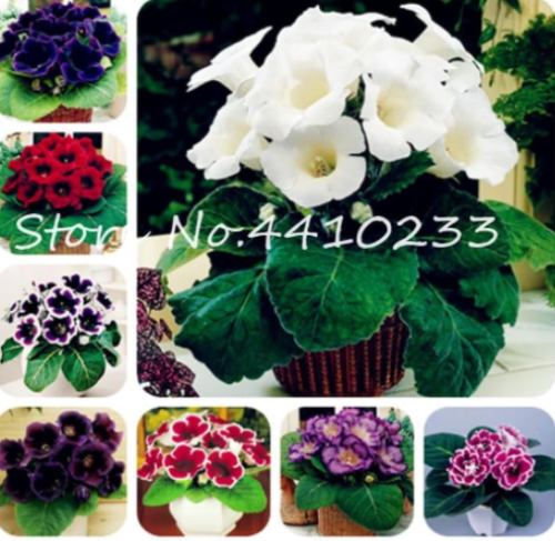 Mixed Color Gloxinia Seed Sinningia Gloxinia Charming Beauty Gloxinia