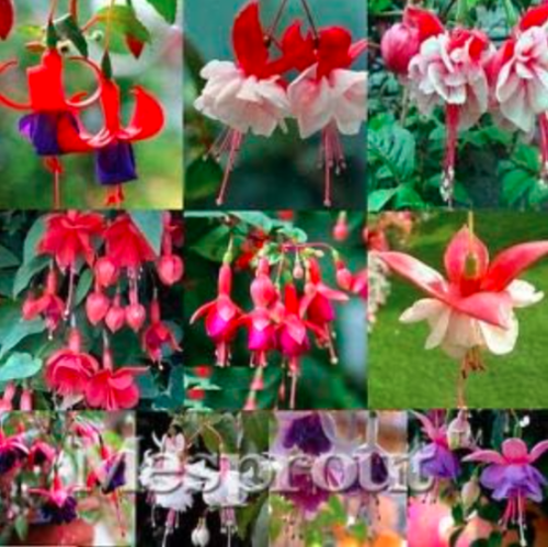 Fuchsia Seed Fuchsias Flower Indoor Balcony (Color: 18)