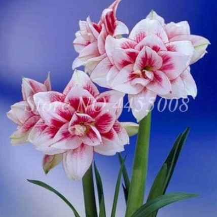 Amaryllis Flower Not Bulbs Seed (Color: 5)