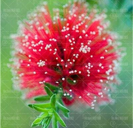 Albizia Flower Seeds Perennial Flowering (Color: 4)