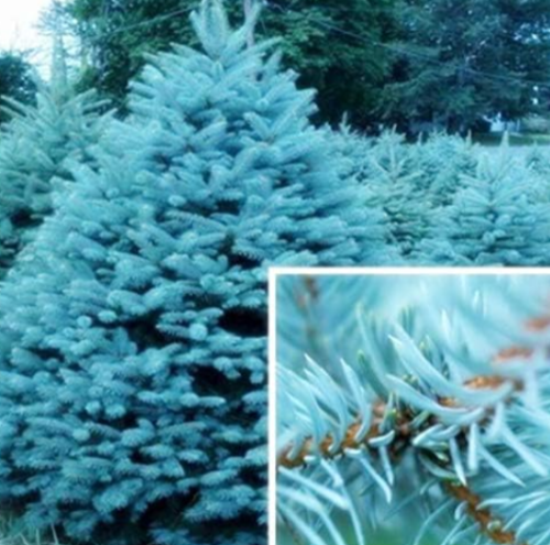 Blue Spruce Seeds Picea Tree Potted Seed Courtyard Garden Plant