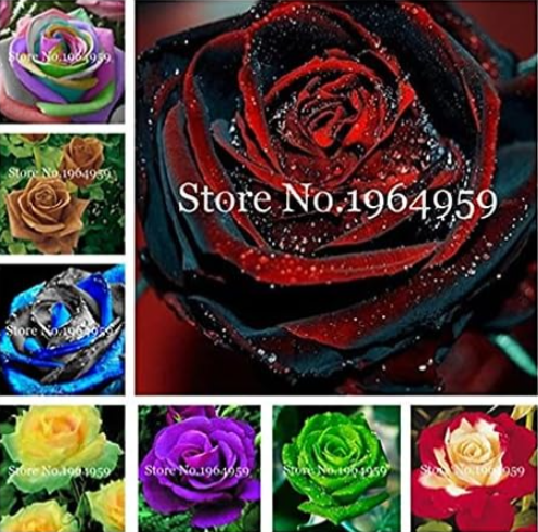 Red Blood Rare Rose Seeds Garden Perennial (Color: Mixed)