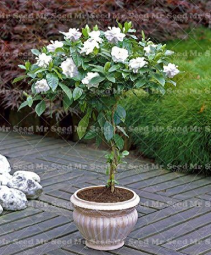 Gardenia Bulb (Jasmine) Seeds Perennial Flower Shrub (Color: 2)