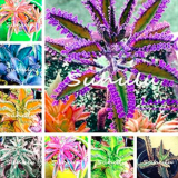 Mixed Longevity Flower Seeds for DIY Home Garden Herb