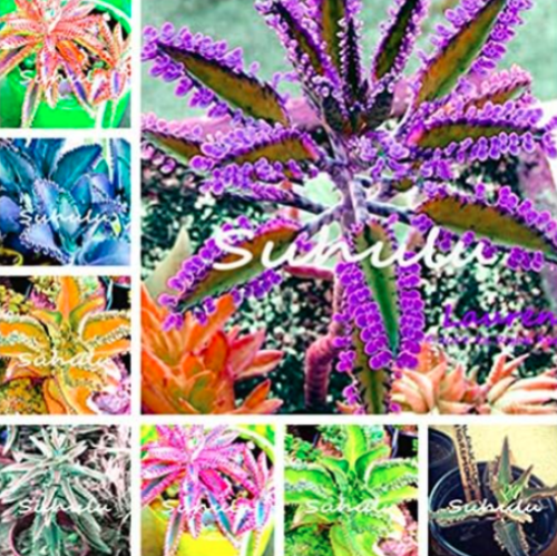 Mixed Longevity Flower Seeds for DIY Home Garden Herb