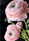 Rare Ranunculus Asiaticus Seed (Color: 18)