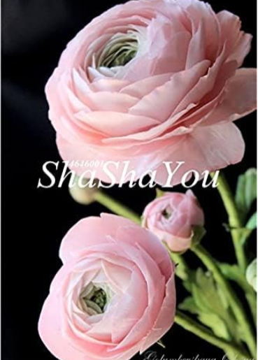 Rare Ranunculus Asiaticus Seed (Color: 18)