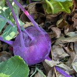 Jinchuan Purple Crown Kohlrabi Seeds, Premium Purple Kohlrabi Seeds, Mid-Season, High Yield, Purple Bulbs