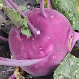 Jinchuan Purple Crown Kohlrabi Seeds, Premium Purple Kohlrabi Seeds, Mid-Season, High Yield, Purple Bulbs