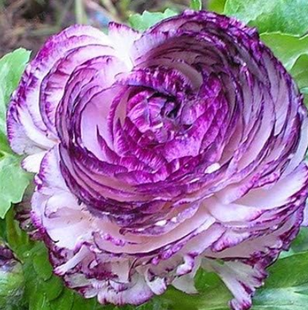 Ranunculus asiaticus Flower Seed