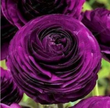 Ranunculus asiaticus Flower Seed
