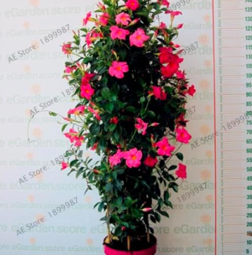 Perennial Rare Mandevilla Sanderi Flower Seeds (Color: 5)