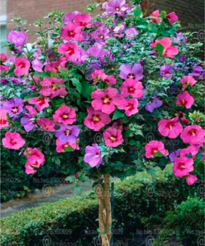 Hibiscus Seed Tricolor Hibiscus Flower Seed (Color: 4)