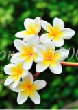 Hawaiian Plumeria Seed Frangipani Lei Flower (Color: 15)