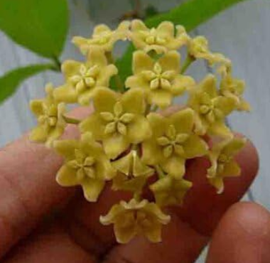 Rare Ball Orchid Seeds Perennial Garden Plant Hoya Carnosa Flower (Color: 15)