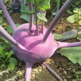 Jinchuan Purple Crown Kohlrabi Seeds, Premium Purple Kohlrabi Seeds, Mid-Season, High Yield, Purple Bulbs