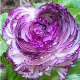 Ranunculus asiaticus Flower Seed