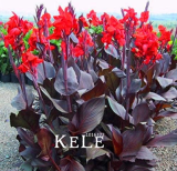 Beautiful Flower Small Canna Lily Seed (Color: 5)