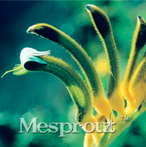 Rare Kangaroo Paw Seed (Color: 12)