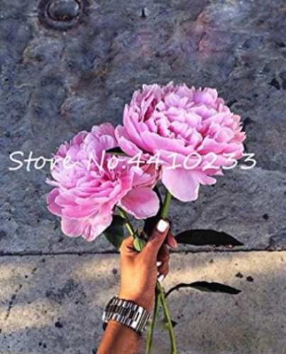 Big Flower Peony Chinese Seed Perennial Flower (Color: h)