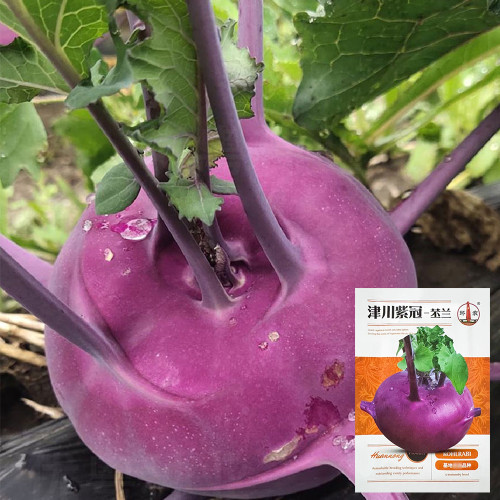 Jinchuan Purple Crown Kohlrabi Seeds, Premium Purple Kohlrabi Seeds, Mid-Season, High Yield, Purple Bulbs