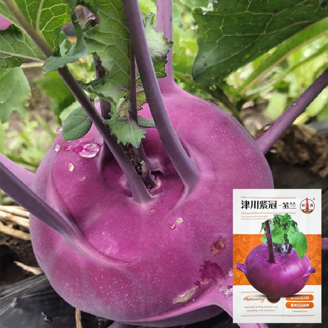 Jinchuan Purple Crown Kohlrabi Seeds, Premium Purple Kohlrabi Seeds, Mid-Season, High Yield, Purple Bulbs