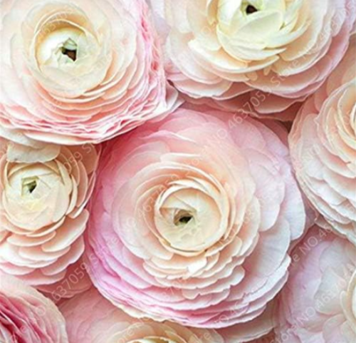 Rouge Ranunculus Flower Seed Indoor Bloom Plant (Color: Mixed)