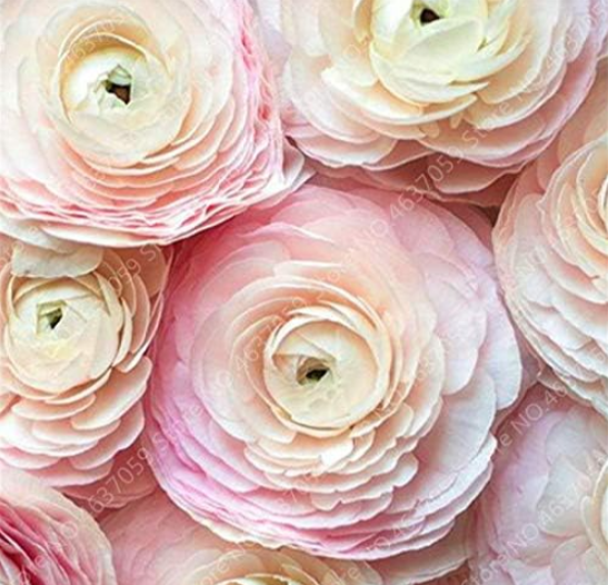 Rouge Ranunculus Flower Seed Indoor Bloom Plant (Color: Mixed)
