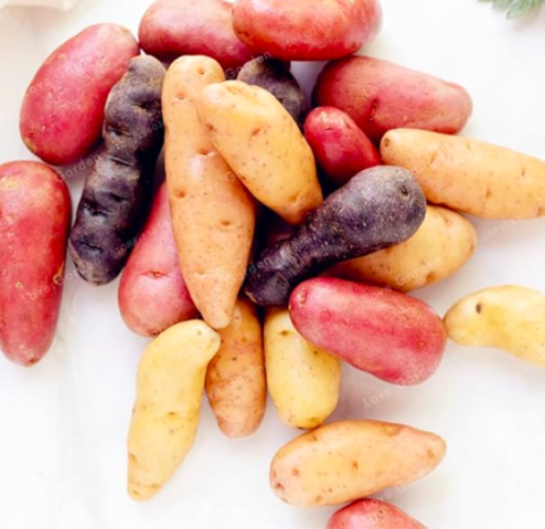 Russian Banana Fingerling Potato Seeds (Color: MIX)