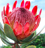 Rare Protea Cynaroides Seed Easy Planting (Color: 1)